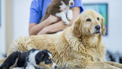 京東健康寵物醫院上線，攜手奉賢打造寵物經濟新生態